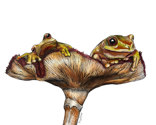 Frogs on Mushroom