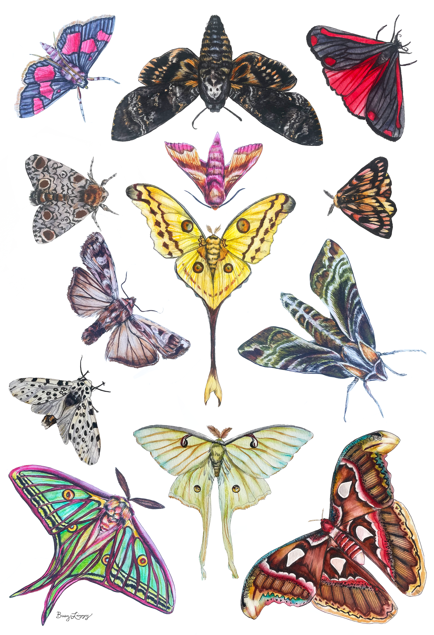 Moths of North America