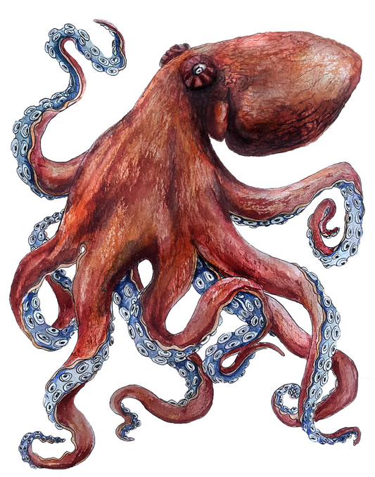 Octopus