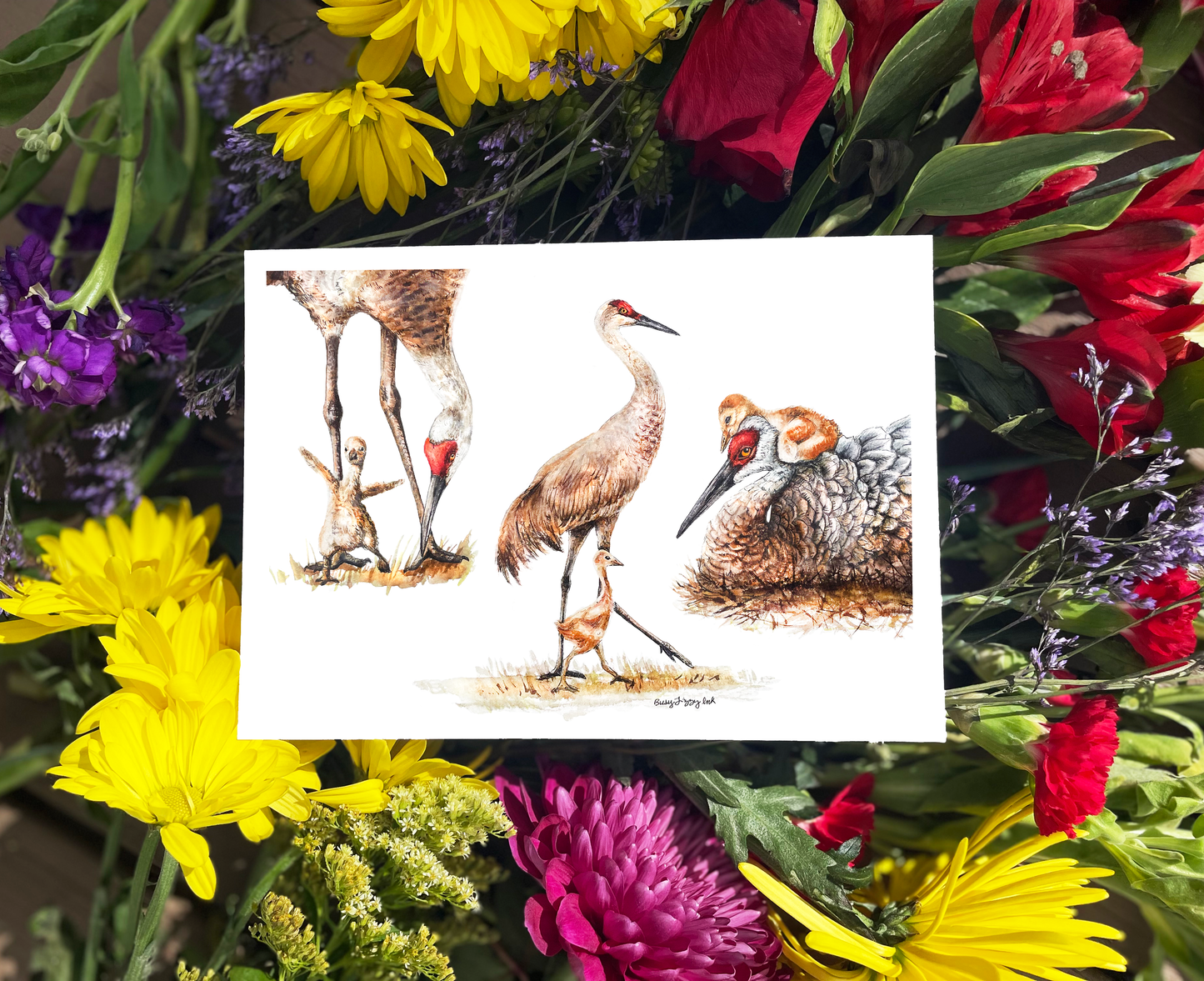Sandhill Cranes