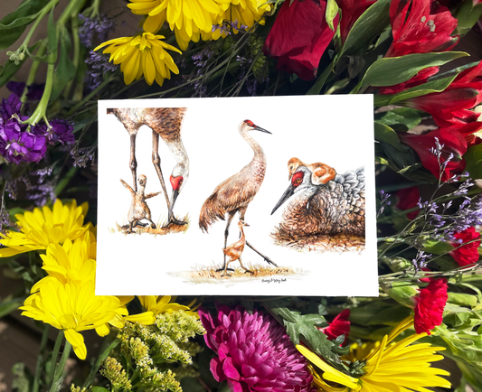 Sandhill Cranes