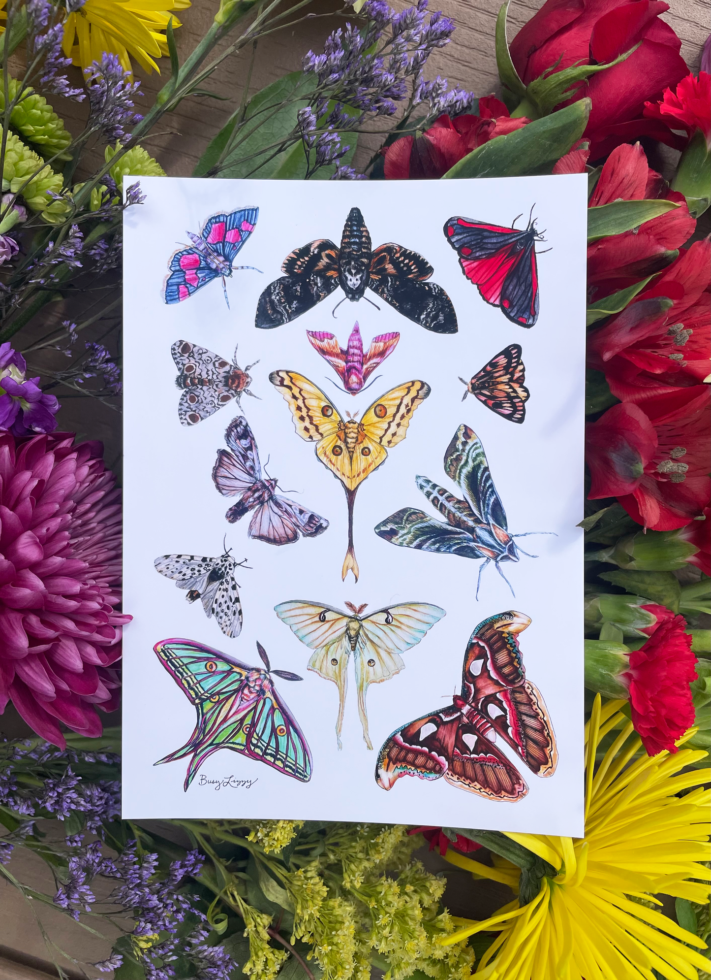 Moths of North America