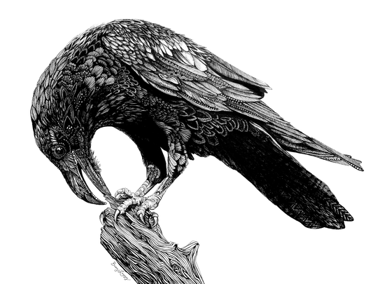 Raven