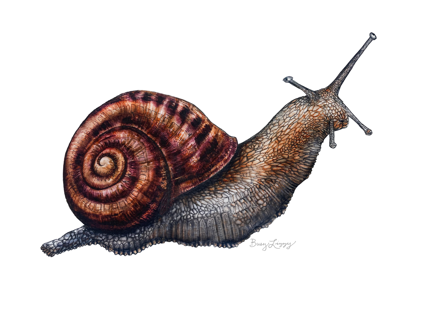Snailed It