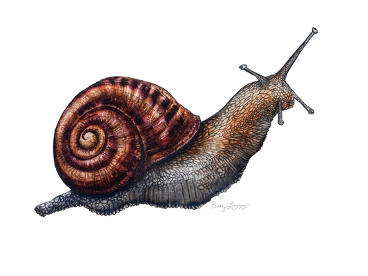 Snailed It